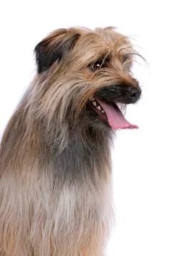 Pyrenean Shepherd Stock Photos