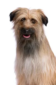 Pyrenean Shepherd Stock Photos