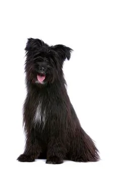 Pyrenean Shepherd Stock Photos