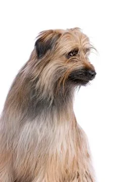 Pyrenean Shepherd Stock Photos