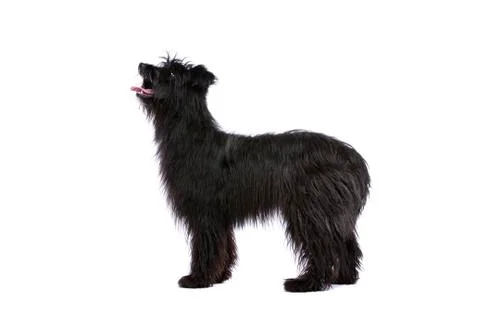 Pyrenean Shepherd Stock Photos