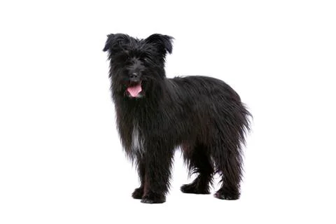 Pyrenean Shepherd Stock Photos