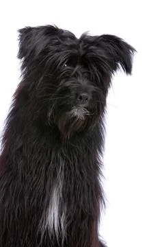 Pyrenean Shepherd Stock Photos
