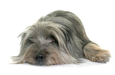 Pyrenean shepherd in studio Stock Photos