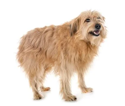 Pyrenean shepherd in studio Stock Photos