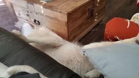 Pyrenees Dog Accidentally Rolls Off Sofa, Rowlett, Texas, USA - 02 Nov 2019 Stock Footage 307430080