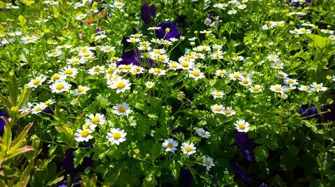 Pyrethrum background. Daisy like white flowers. Carpet of colour Stock Photos