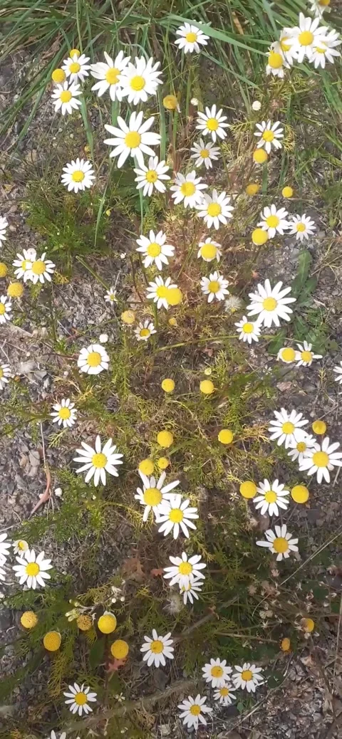 Pyrethrum flower Stock Footage 171315941