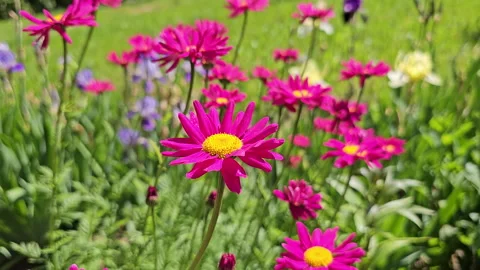 Pyrethrum Robinsons Red or Dalmatian, Persian, Caucasian chamomile, tanacetum. Vidéo 277499676