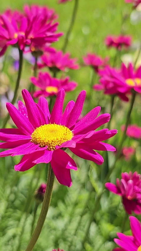Pyrethrum Robinsons Red or Dalmatian, Persian, Caucasian chamomile, tanacetum Vidéo 278968116
