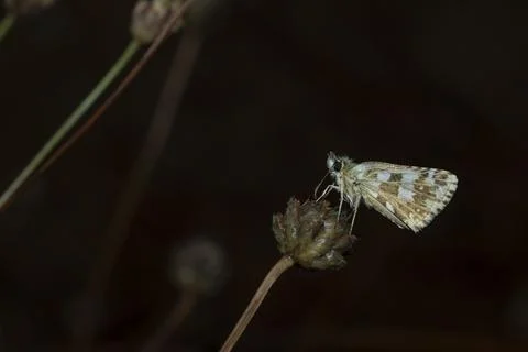 Pyrgus communis Stock Photos