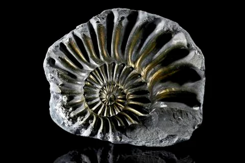 Pyritized Ammonite Foto stock