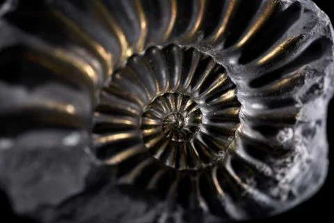 Pyritized Ammonite Stock Photos