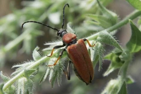 Pyrochroa coccinea - Cardinal Beetle Stock Photos