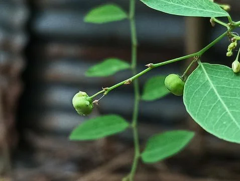 Pyrola Flower Stock Photos