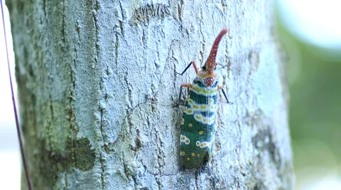 Pyrops candelaria Stock Footage 60406847
