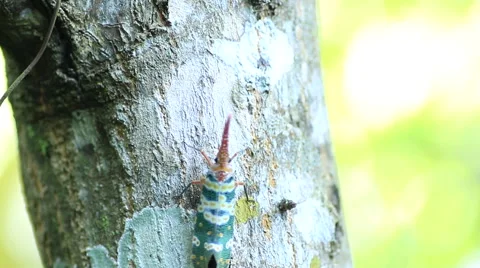 Pyrops candelaria Stock Footage 60406896