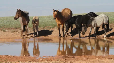 Pyror Mountains Wild Horses Stock Footage 25626761