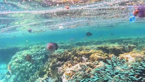 Pyrosome Floating at the Ocean Surface Among Jellyfish and Algae Stock Footage 343728000