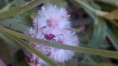 Pyrrhocoridae Stock Footage 288284757