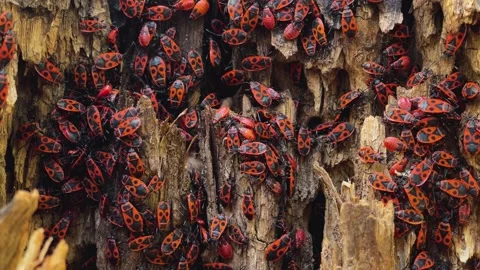 Pyrrhocoris apterus crawl up an old tree. Close-up of a large group of insects. Stock Footage 160814762