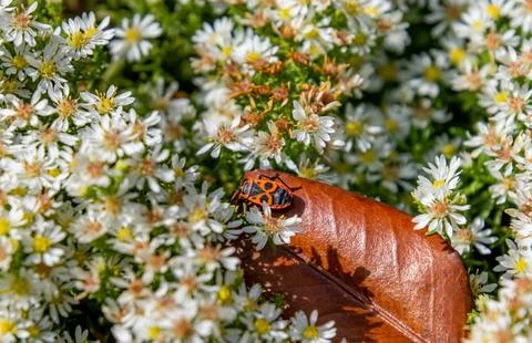 Pyrrhocoris apterus Firebug on heath aster symphyotrichum ericoides blossoms Stock Photos