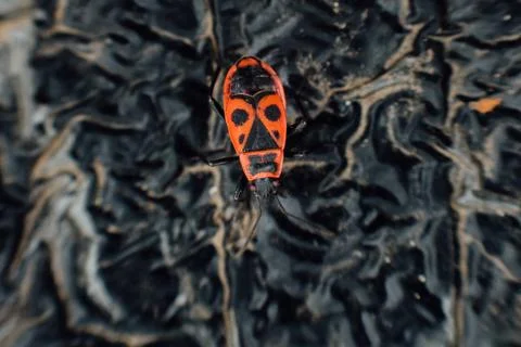 Pyrrhocoris apterus firebug Stock Photos