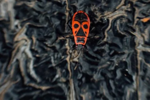 Pyrrhocoris apterus firebug Stock Photos