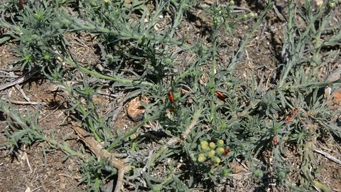 Pyrrhocoris apterus, firebugs moving on the little Bush and ground Видео 112095366