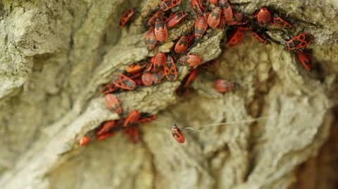 Pyrrhocoris apterus Stock Footage 54778727