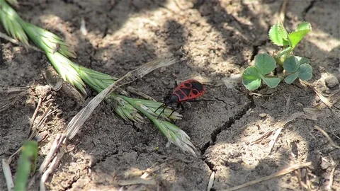 Pyrrhocoris apterus  Stock Footage 69832778