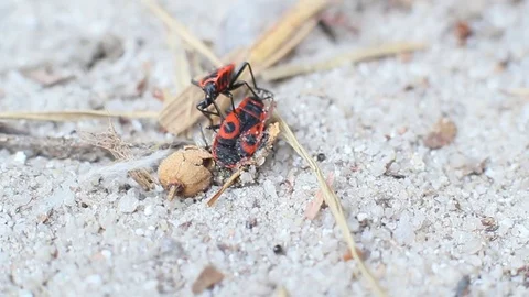 Pyrrhocoris Apterus Stock Footage 80608436