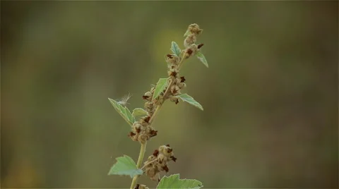 Pyrrhocoris apterus on the grass Stock Footage 48922947