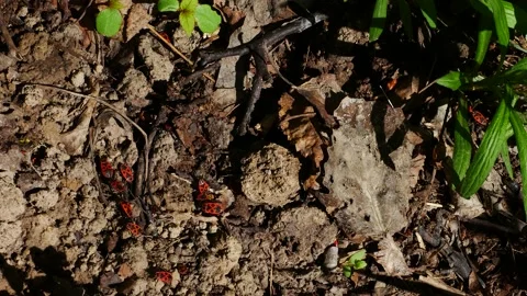 Pyrrhocoris apterus mate on the ground in the forest. Stock Footage 221928784