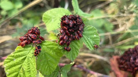 Pyrrhocoris apterus nest Stock Footage 346284715