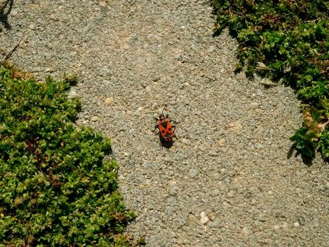Pyrrhocoris apterus on the path. Stock-Fotos