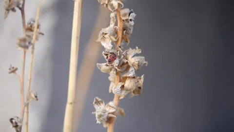 Pyrrhocoris apterus,Flame bedbug, Pyrrhocoris apterus bug,close view of fla.. 스톡 동영상 270423810