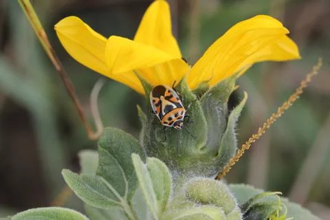 Pyrrhocoris Stock Photos