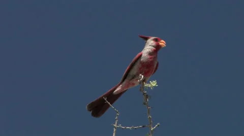 A Pyrrhuloxia bird sings out load on top of tree branch in the Sonoran Desert Stock Footage