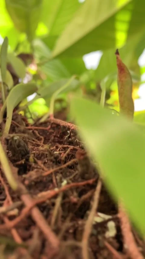 Pyrrosia Piloselloides Stock Footage 241484567