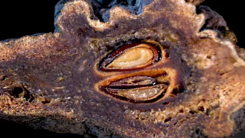 Pyrus communis: Cross Section of Dried Fruit with Seeds, Macro Zoom Stock Footage 332857277
