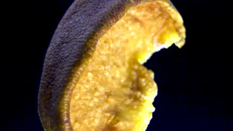 Pyrus communis: Dehydrated Pear Slice, Macro fruit texture Stock Footage 332857393