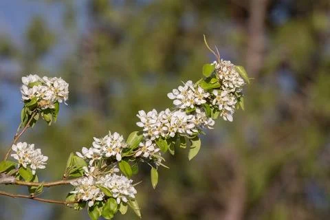 Pyrus communis or common pear tree white flowers with leaves close-up on bokeh Foto stock