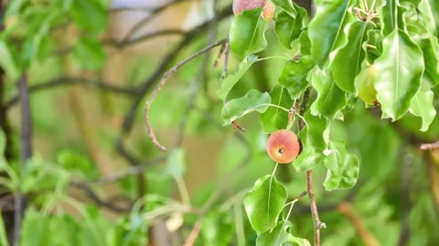 Pyrus communis Pyraster also called European wild pear, is pear of family Ros Stock Footage 214276600