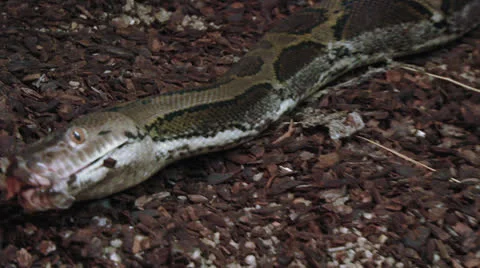 Python 02 Stock-Footage 25859042