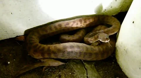 Python 1 Video stock 11350283