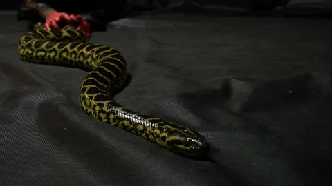 Python and bloody hands Stockbeeldmateriaal 94687397