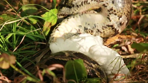 Python and chicken Video stock 151671582