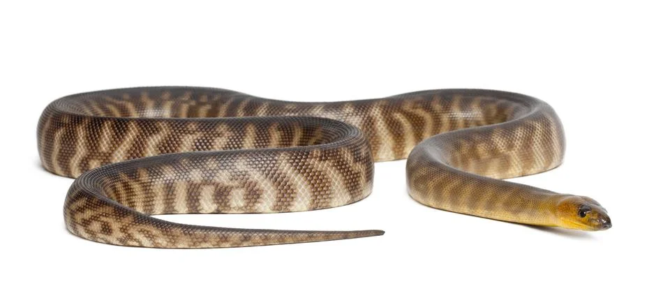 Python, Aspidites ramsayi, against white background Stock Photos
