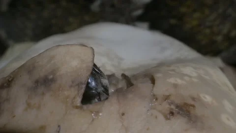 Python baby hatching from a snake egg Video stock 155214730